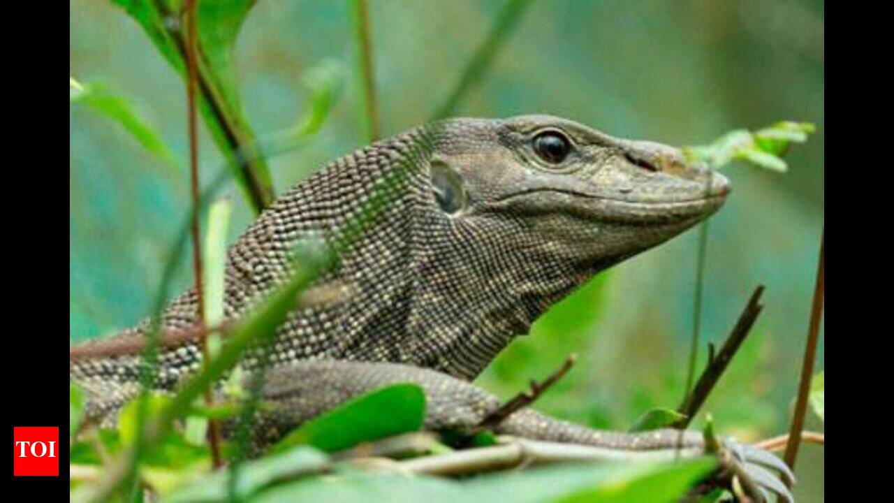 Monitor Lizard Eating Benefits - Infoupdate.org