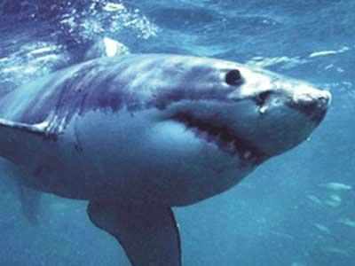 Diver's terror as great white shark gets inside cage