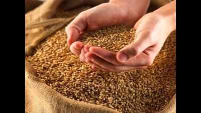 FCI officials 'caught' watering foodgrains for black market