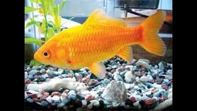 Mumbai: Underwater operation rids goldfish of tumour