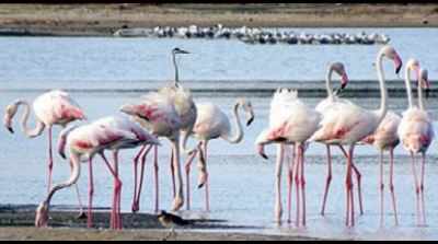 Ahead of monsoon, flamingos start flocking to Kanyakumari