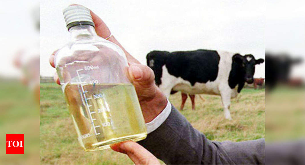 Cow pee for your hair and face - Times of India
