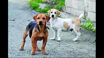 Stray dog menace continues as DLF phase 1 residents complain of bite cases