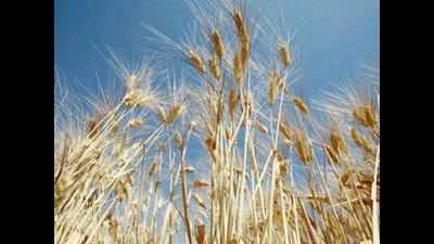 'Climate change poses threat to food security'
