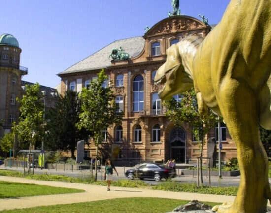 The Senckenberg Museum of Natural History