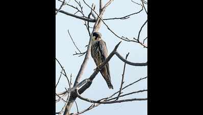 Birders Catch Rare ‘Eurasian Hobby’ at Okhla Bird Sanctuary