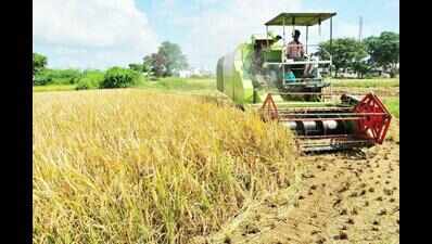 Good harvest brings veggie prices crashing down | Chennai News - Times ...