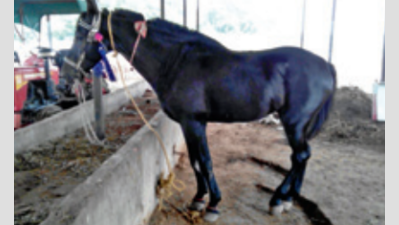 No end to horse owner's cruelty
