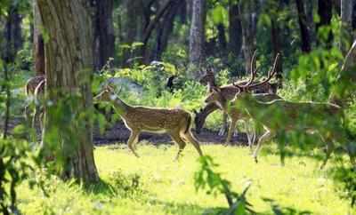Vigil groups to check wild animal attacks | Thiruvananthapuram News - Times  of India