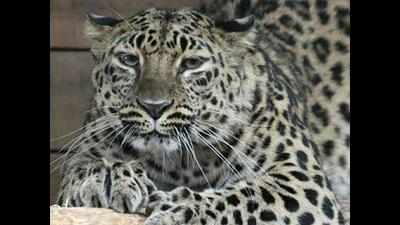 Leopard on prowl, kills two calves