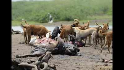 After human deaths in Jai Gurudev cult stampede, animals die after eating stale food