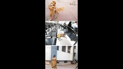 Dedicated guard team shoos stray dogs at Naidu hospital