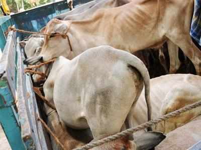 Cow, bull stuffed into car for slaughter rescued | Mumbai News - Times of  India