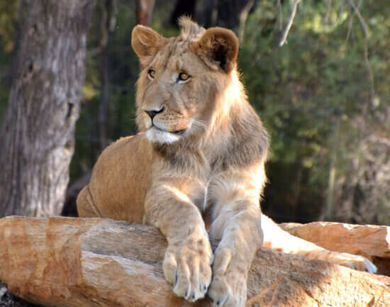 Dubbo Zoo&mdash;tracking the trails with African safari