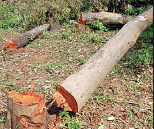 Illegal Tree Felling Karnataka lost 51,278 trees to illegal felling in