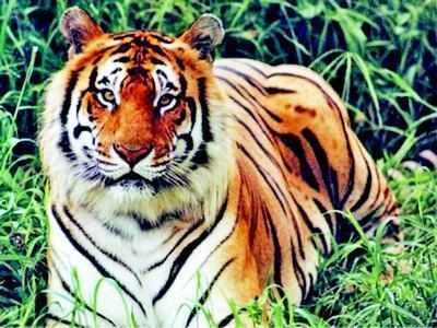Project to increase wild tiger population in India, Bhutan