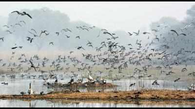 Flu watch on migratory birds at Sultanpur park