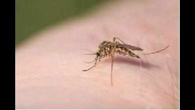 Dengue stalks northern fringes