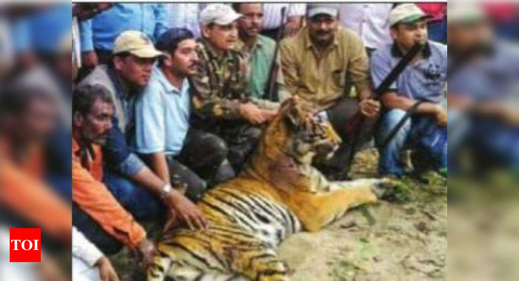 40 Days And Rs 1 Crore Later Man Eating Tigress Killed Dehradun News Times Of India 