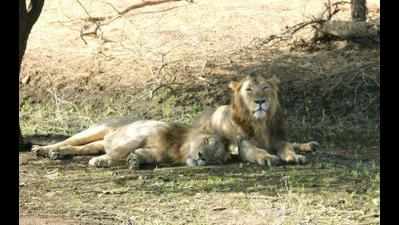 Infighting killed 11 lions and 35 leopards last year in Gujarat