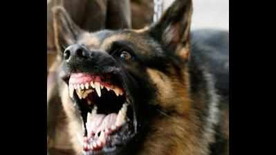 Canine horror- To cull or not to cull?