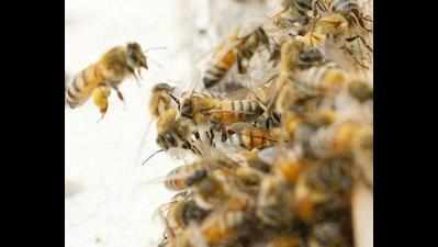 43 injured in bee attack