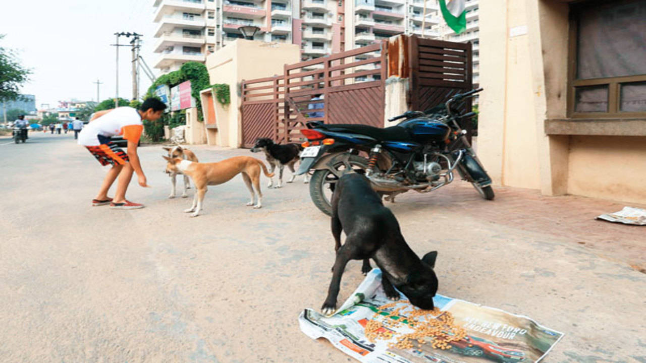 Street Dog Feeding  Stray Dog Feeding - POV