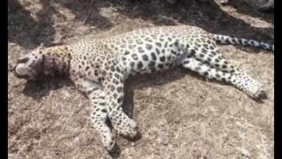2 leopard skins seized, 2 poachers arrested