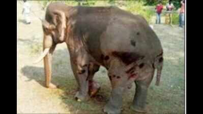 Elephant undergoes four-hour operation | Bengaluru News - Times of India