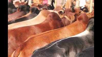 Holy cow! Cattle traffickers skirt beef ban