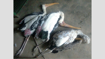 H5N8 killed painted storks in Madhya Pradesh zoo, culling of remaining ones likely