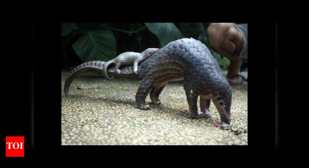 Endangered pangolin most vulnerable in Uttarakhand | Dehradun News - Times of India Endangered pangolin most vulnerable in Uttarakhand | Dehradun News - Times of India