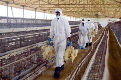 Centre constitutes monitoring committee to oversee outbreak of bird flu