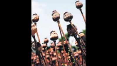 New policy gives big boost to opium cultivators in Rajasthan