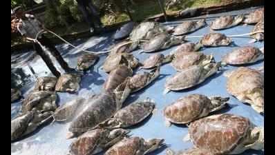 204 turtles seized in Visakha agency