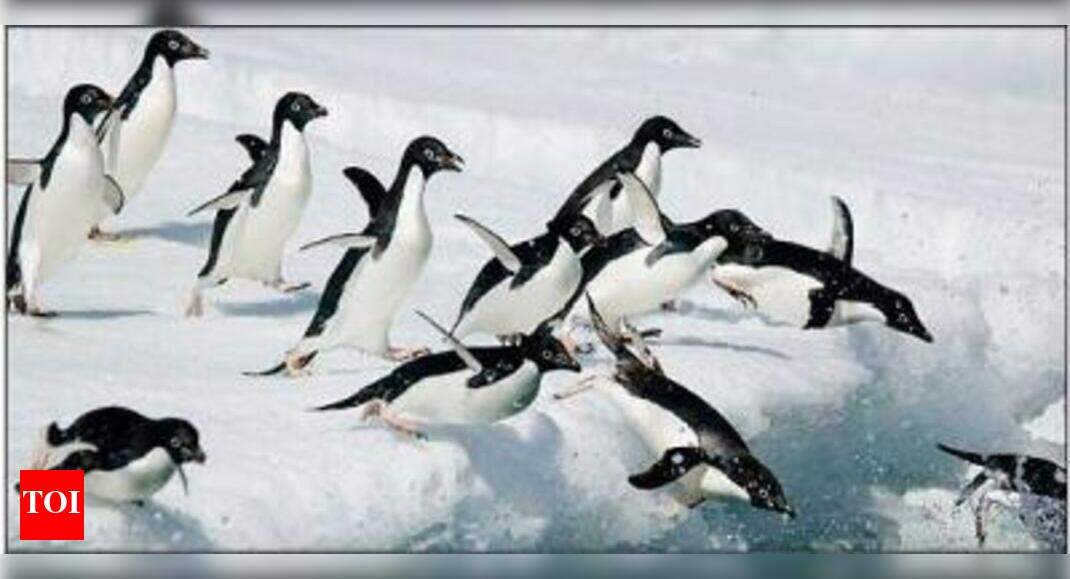 Penguin at Mumbai's Byculla zoo dies | Mumbai News - Times of India