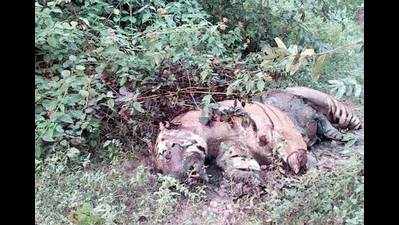 Madhya Pradesh loses 23rd tiger to poachers this year: Paws chopped for 'witchcraft'