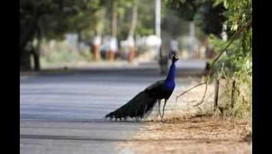 Farm owner booked for 'poisoning' 15 peacocks