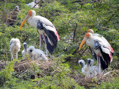 Suspected bird flu wipes out all painted storks at Gwalior zoo