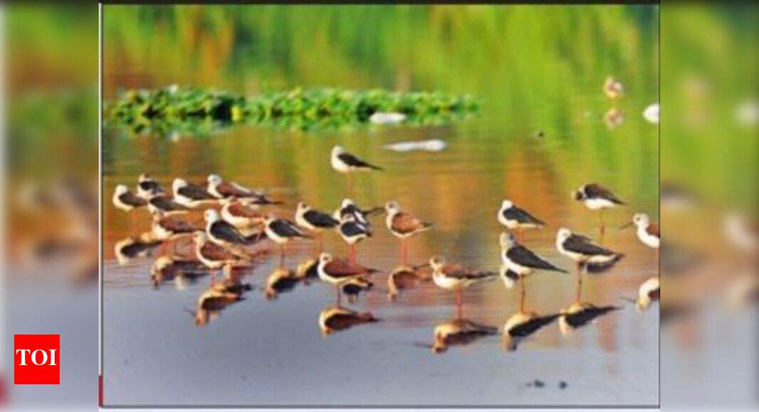 Bird flu: Incoming flock worries experts | Delhi News ...
