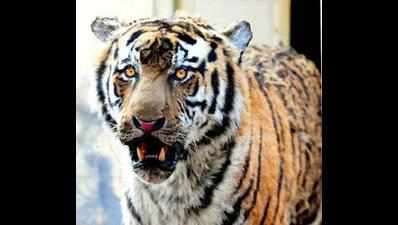 Man-eating tiger strikes in Pilibhit, kills villager