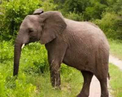 Elephant found dead near Bundu Block