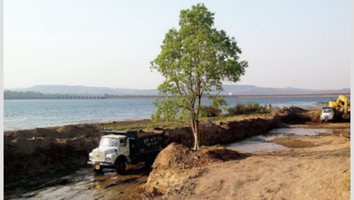 Two lakh trees to reverse soil erosion in Khadakwasla