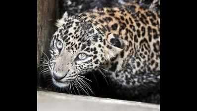 Two leopards spotted in Vellore, forest dept officials step up vigil