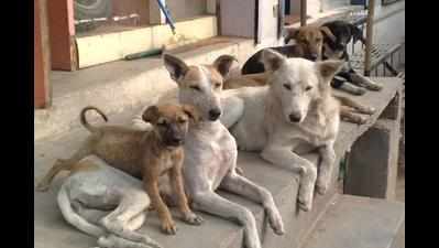 How to keep pet and stray dogs safe this Diwali
