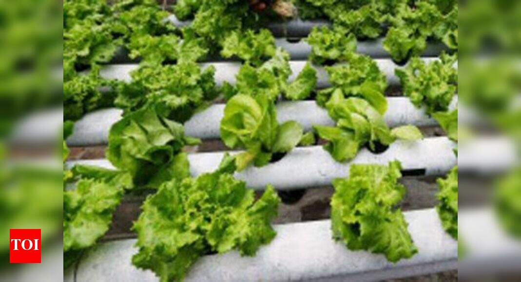 Nasa growing lettuce in space - Times of India