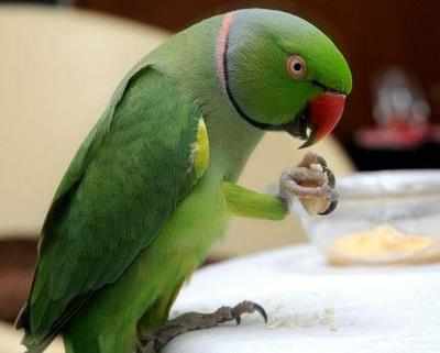 Pet parrot exposes cheating husband's affair to wife