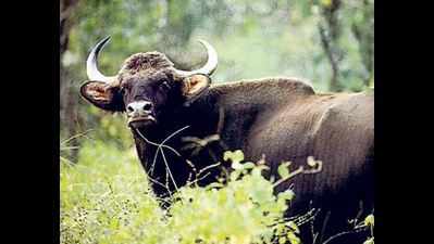 Woman tourist attacked by wild gaur dies