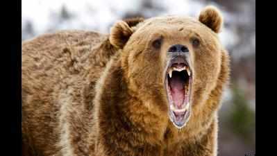 Mauled by a bear? Viral story in Russia is fake