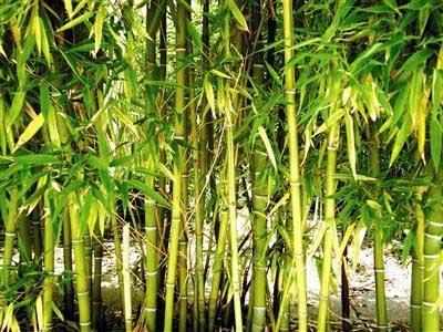 NIT Goa looks to bamboo to combat pollution